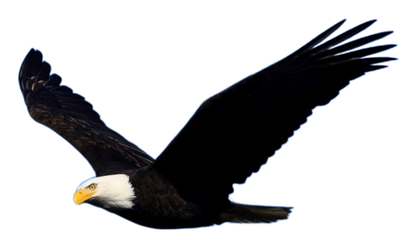 Eagle use