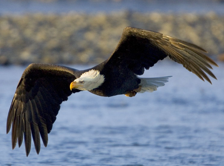 BD_Eagle_Hunts02