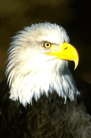 BaldEagle-Head0