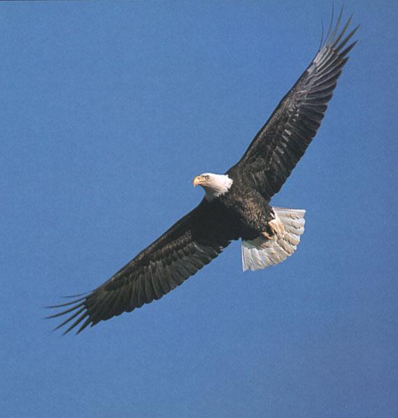 BaldEagle_112-In_full_flight