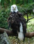eagle branch 2