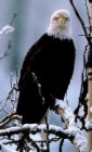 eagle snow